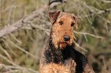 AIREDALE TERRIER 249
